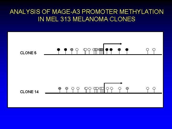 ANALYSIS OF MAGE-A 3 PROMOTER METHYLATION IN MEL 313 MELANOMA CLONES CLONE 5 CLONE