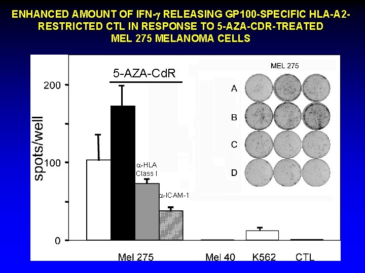 ENHANCED AMOUNT OF IFN-g RELEASING GP 100 -SPECIFIC HLA-A 2 RESTRICTED CTL IN RESPONSE
