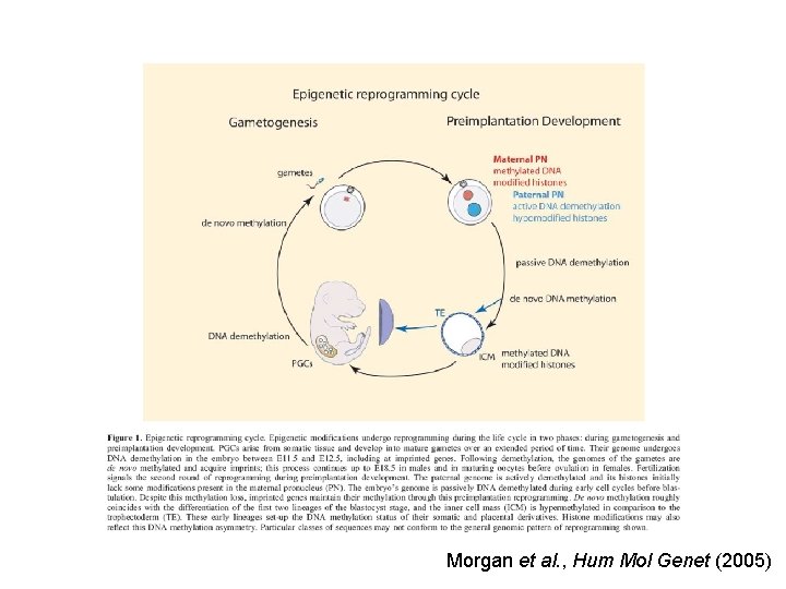 Hypomethylation (gene expression) Hypermethylation (gene silencing) Morgan et al. , Hum Mol Genet (2005)