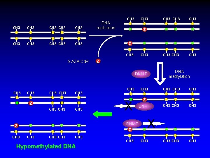 CH 3 CH 3 CH 3 DNA replication CH 3 CH 3 z CH