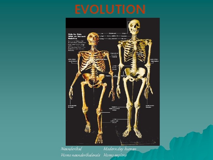 EVOLUTION Neanderthal Modern day human Homo neanderthalensis Homo sapiens 