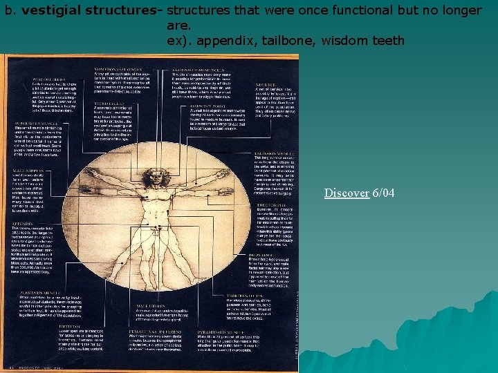 b. vestigial structures- structures that were once functional but no longer are. ex). appendix,
