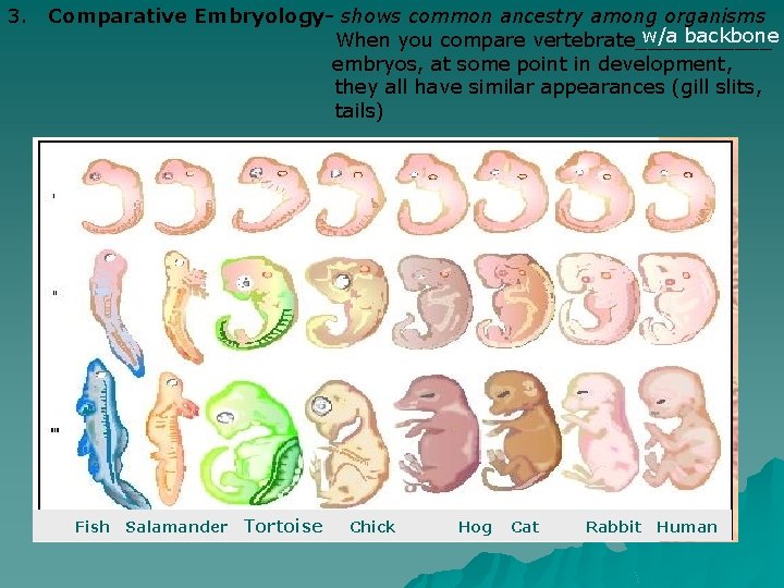 3. Comparative Embryology- shows common ancestry among organisms w/a backbone When you compare vertebrate______