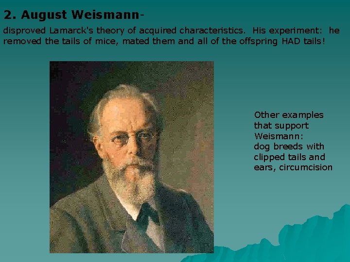 2. August Weismanndisproved Lamarck's theory of acquired characteristics. His experiment: he removed the tails
