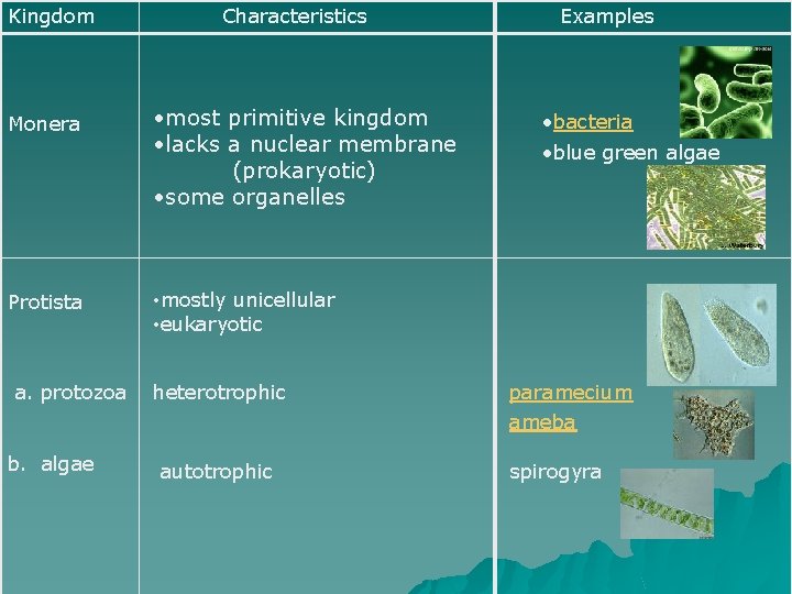 Kingdom Monera Protista a. protozoa b. algae Characteristics • most primitive kingdom • lacks