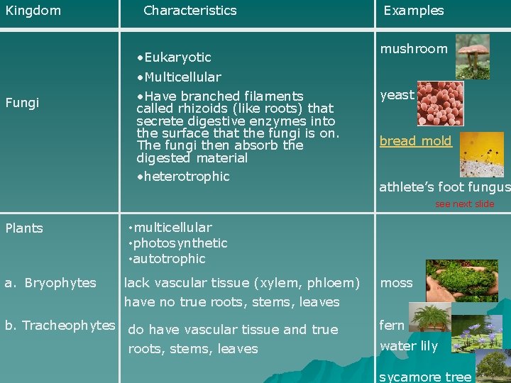 Kingdom Fungi Characteristics • Eukaryotic • Multicellular • Have branched filaments called rhizoids (like