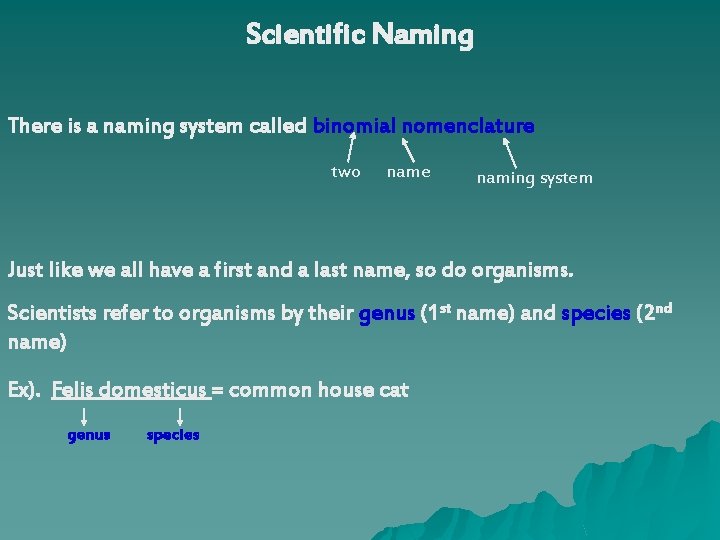 Scientific Naming There is a naming system called binomial nomenclature two name naming system