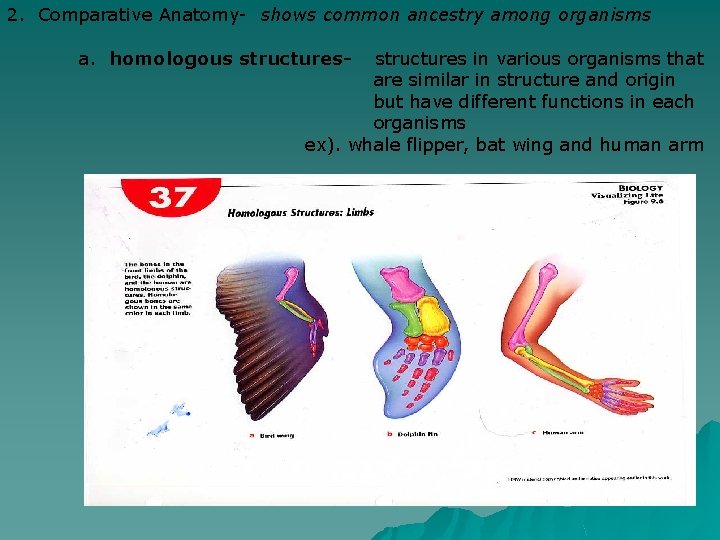 2. Comparative Anatomy- shows common ancestry among organisms a. homologous structures- structures in various