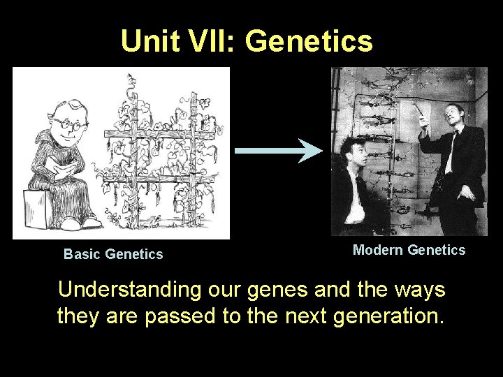 Unit VII: Genetics Basic Genetics Modern Genetics Understanding our genes and the ways they