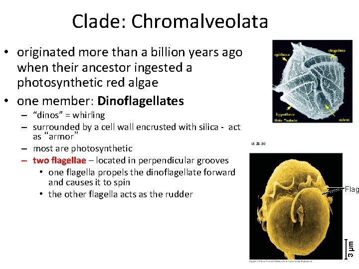 Clade: Chromalveolata • originated more than a billion years ago when their ancestor ingested