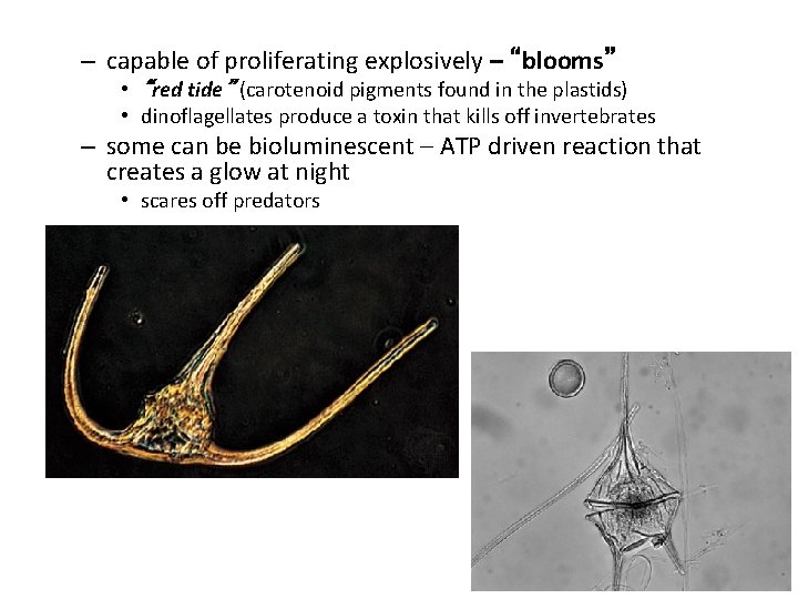 – capable of proliferating explosively – “blooms” • “red tide” (carotenoid pigments found in