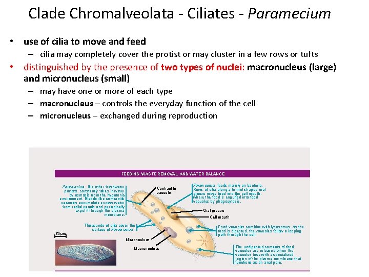 Clade Chromalveolata - Ciliates - Paramecium • use of cilia to move and feed