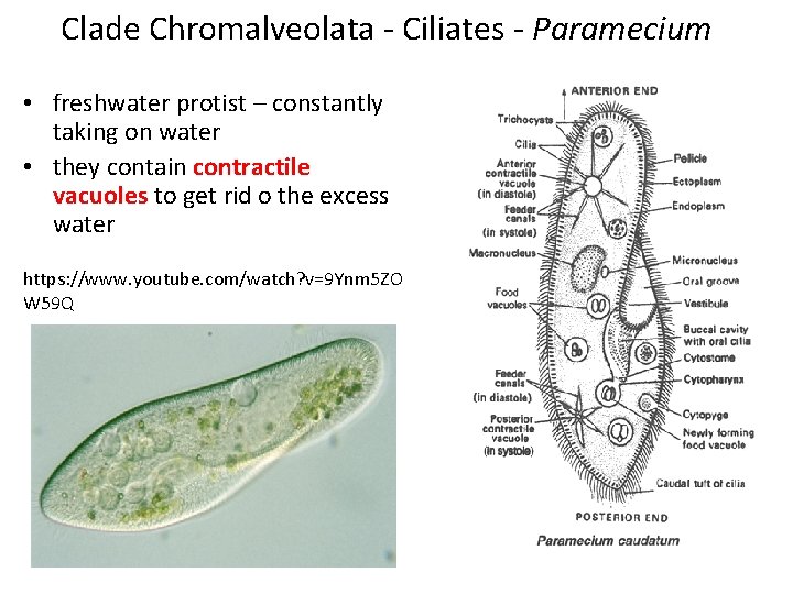 Clade Chromalveolata - Ciliates - Paramecium • freshwater protist – constantly taking on water