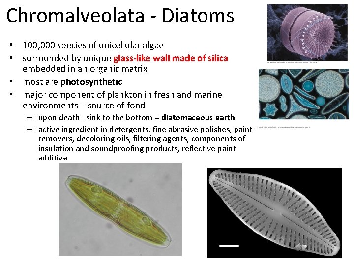 Chromalveolata - Diatoms • 100, 000 species of unicellular algae • surrounded by unique