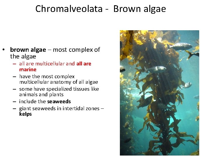Chromalveolata - Brown algae • brown algae – most complex of the algae –