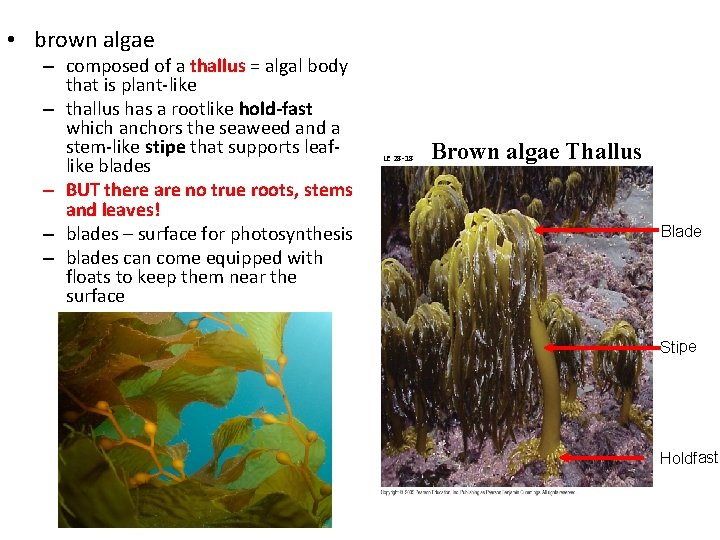  • brown algae – composed of a thallus = algal body that is