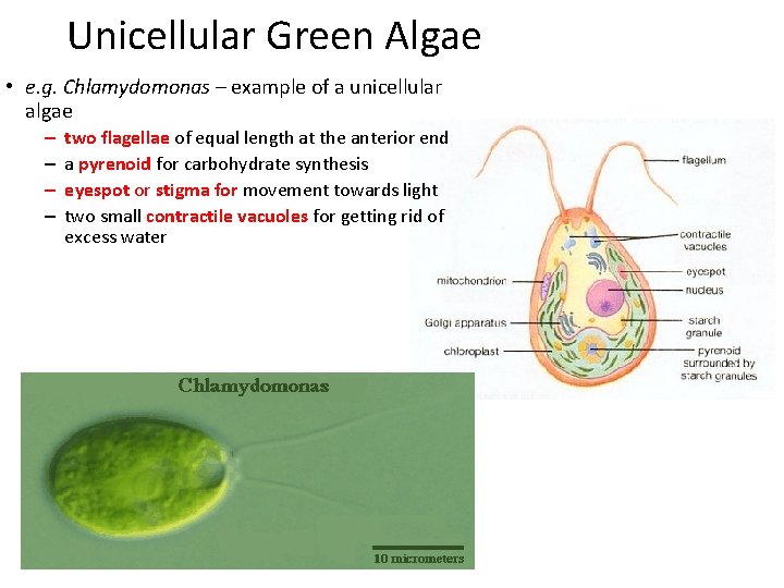 Unicellular Green Algae • e. g. Chlamydomonas – example of a unicellular algae –