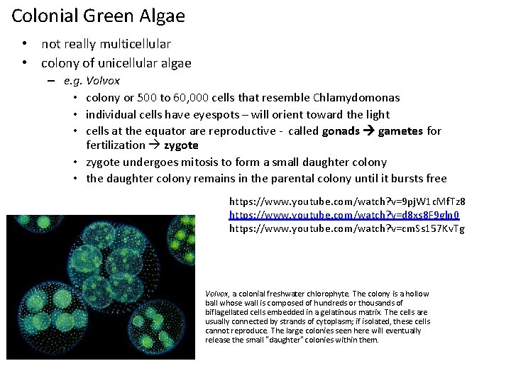 Colonial Green Algae • not really multicellular • colony of unicellular algae – e.