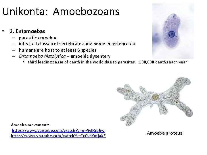 Unikonta: Amoebozoans • 2. Entamoebas – – parasitic amoebae infect all classes of vertebrates