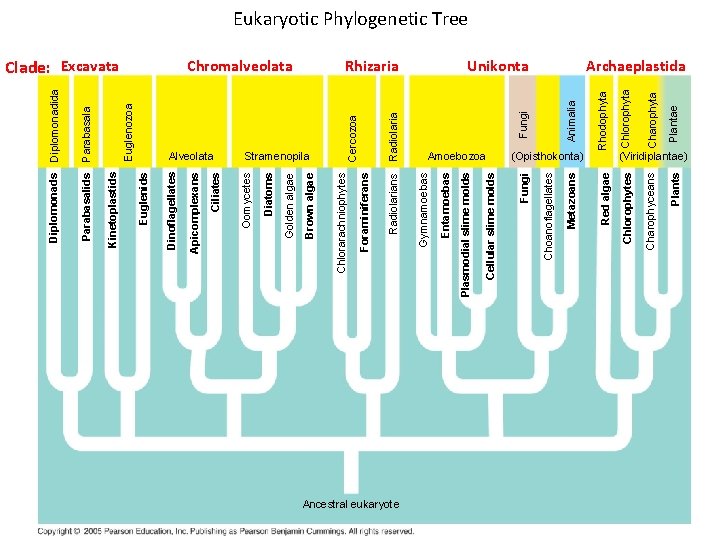 Ancestral eukaryote Plants Charophyceans Plantae Charophyta Chlorophytes (Opisthokonta) Rhodophyta Animalia Fungi Unikonta Red algae