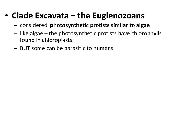  • Clade Excavata – the Euglenozoans – considered photosynthetic protists similar to algae