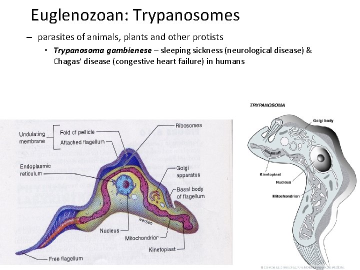 Euglenozoan: Trypanosomes – parasites of animals, plants and other protists • Trypanosoma gambienese –