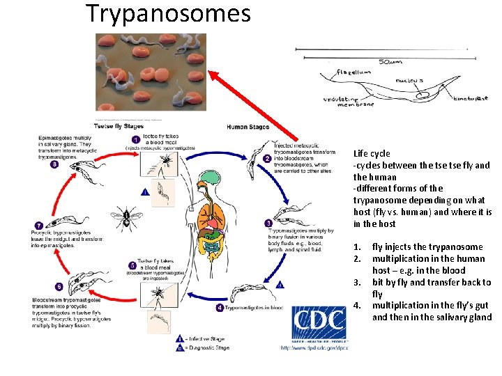 Trypanosomes Life cycle -cycles between the tse fly and the human -different forms of
