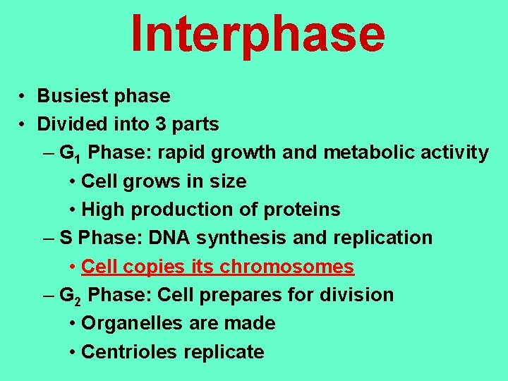 Interphase • Busiest phase • Divided into 3 parts – G 1 Phase: rapid