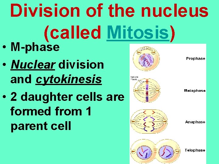 Division of the nucleus (called Mitosis) • M-phase • Nuclear division and cytokinesis •