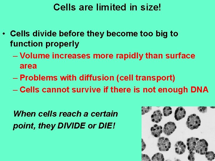 Cells are limited in size! • Cells divide before they become too big to