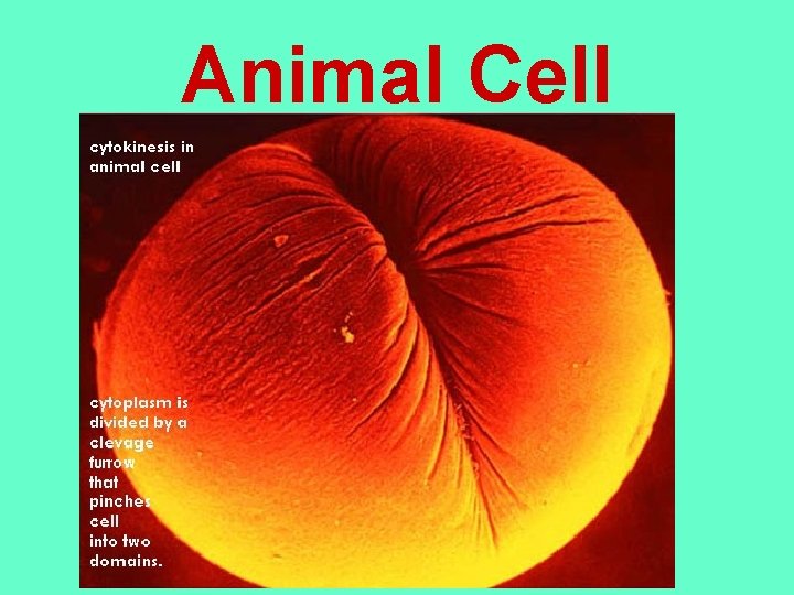 Animal Cell 