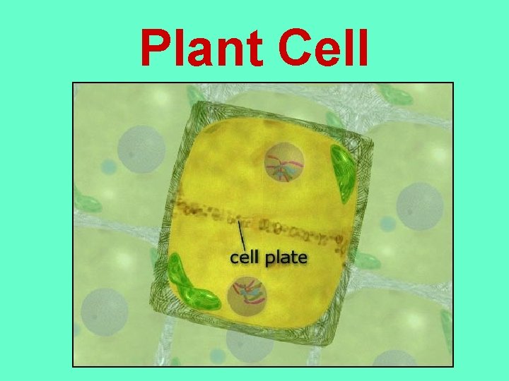 Plant Cell 