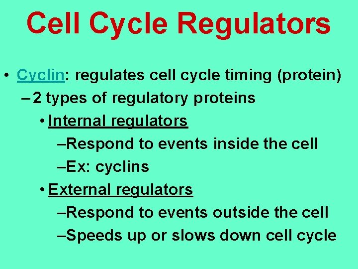Cell Cycle Regulators • Cyclin: regulates cell cycle timing (protein) – 2 types of