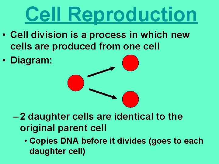 Cell Reproduction • Cell division is a process in which new cells are produced