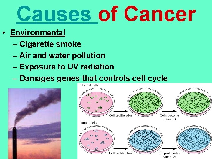Causes of Cancer • Environmental – Cigarette smoke – Air and water pollution –