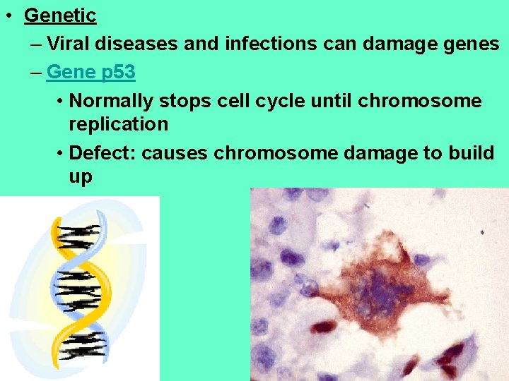  • Genetic – Viral diseases and infections can damage genes – Gene p