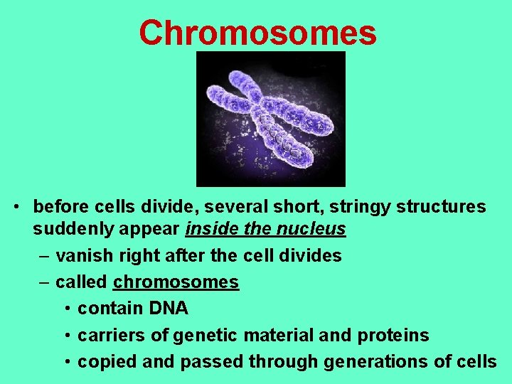 Chromosomes • before cells divide, several short, stringy structures suddenly appear inside the nucleus
