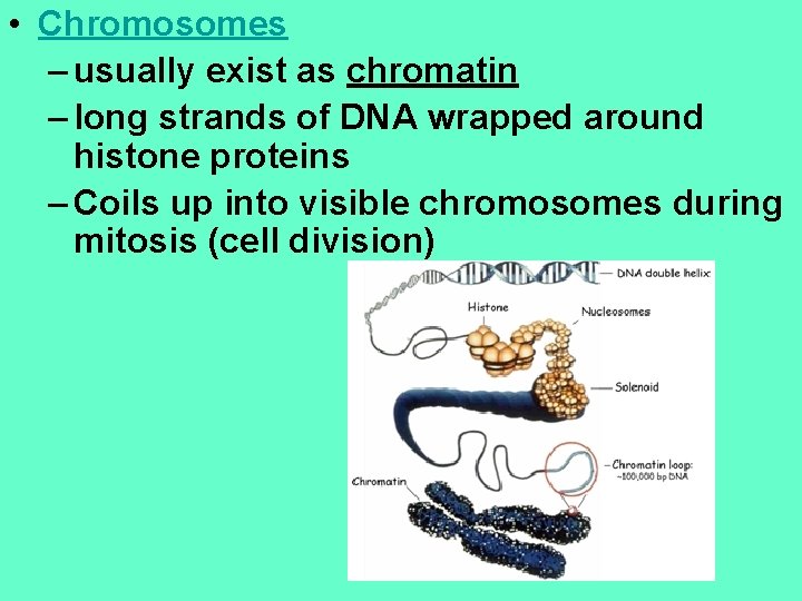  • Chromosomes – usually exist as chromatin – long strands of DNA wrapped