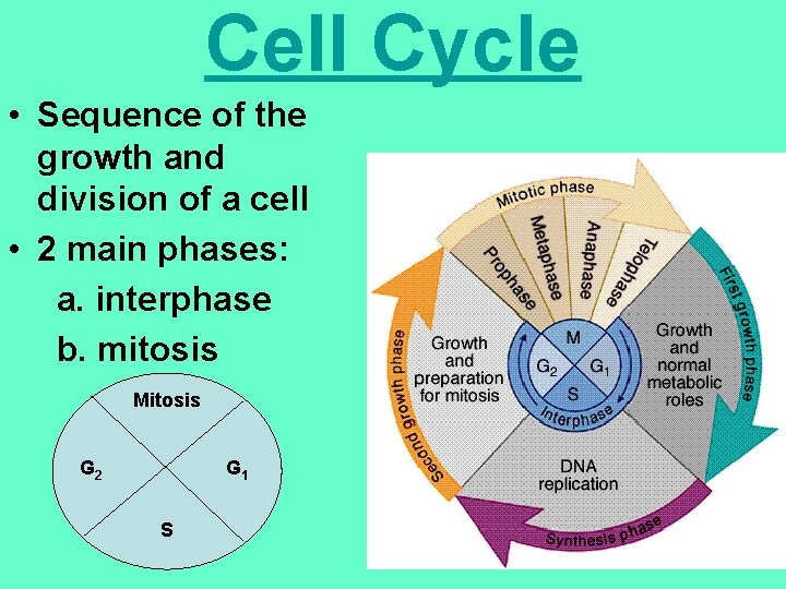 Cell Cycle • Sequence of the growth and division of a cell • 2