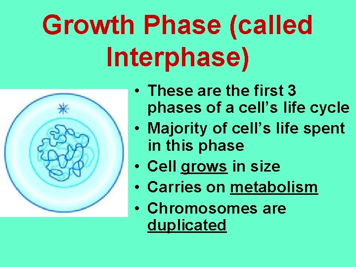Growth Phase (called Interphase) • These are the first 3 phases of a cell’s