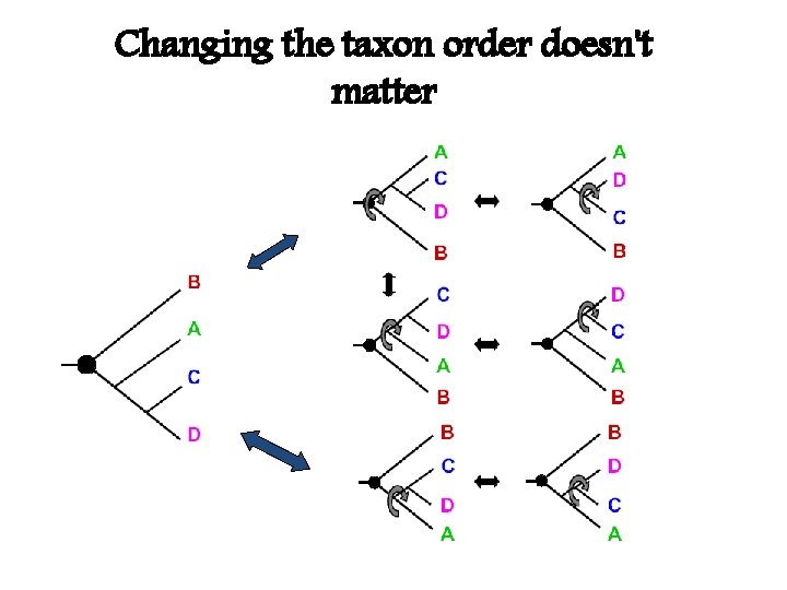 Changing the taxon order doesn't matter 