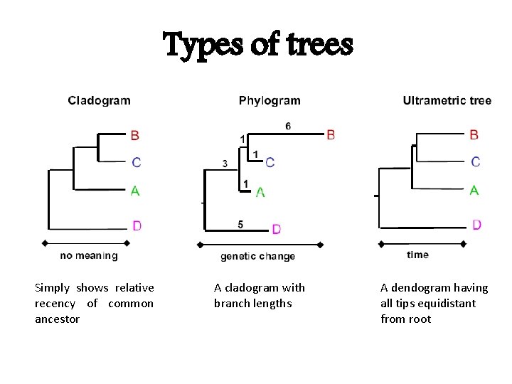 Types of trees Simply shows relative recency of common ancestor A cladogram with branch
