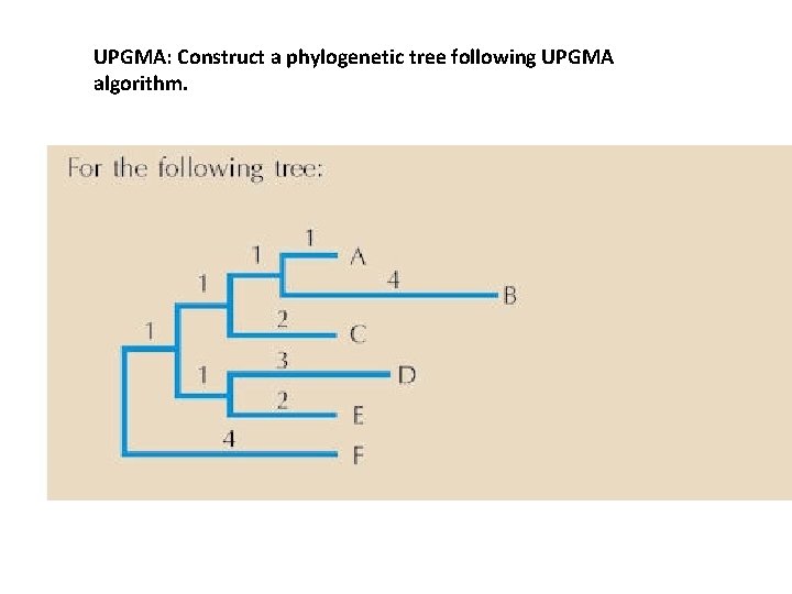 UPGMA: Construct a phylogenetic tree following UPGMA algorithm. 