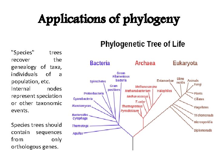 Applications of phylogeny "Species" trees recover the genealogy of taxa, individuals of a population,