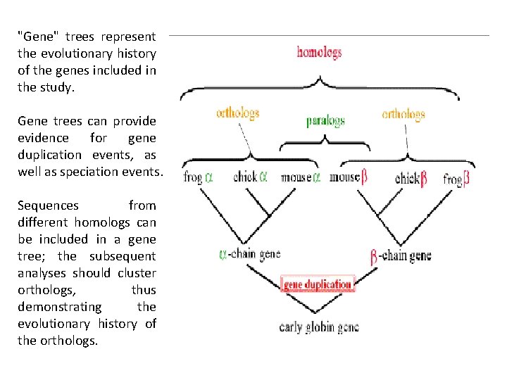 "Gene" trees represent the evolutionary history of the genes included in the study. Gene