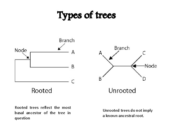 Types of trees Rooted trees reflect the most basal ancestor of the tree in