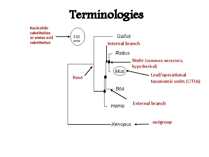 Terminologies Nucleotide substitution or amino acid substitution Internal branch Node (common ancestors, hypothetical) Root