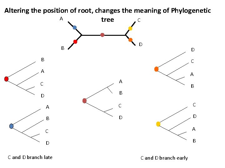 Altering the position of root, changes the meaning of Phylogenetic A tree C D