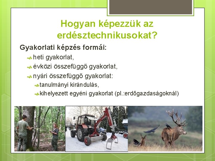 Hogyan képezzük az erdésztechnikusokat? Gyakorlati képzés formái: heti gyakorlat, évközi összefüggő gyakorlat, nyári összefüggő