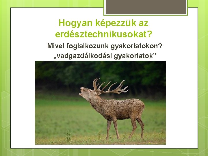 Hogyan képezzük az erdésztechnikusokat? Mivel foglalkozunk gyakorlatokon? „vadgazdálkodási gyakorlatok” 